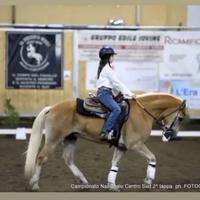 Haflinger castrone