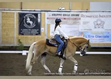 Haflinger castrone