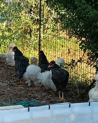 2 coppie di galline moroseta