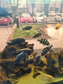 Frontosa/aulonocara ciclidi