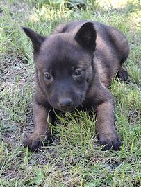 Belga malinois