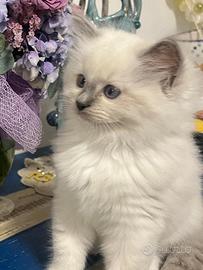 Splendida cucciola ragdoll