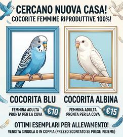 cocorite femmine riproduttive (blu e albina)
