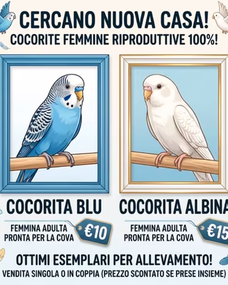 cocorite femmine riproduttive (blu e albina)