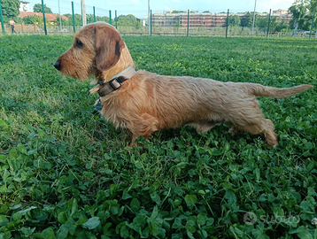 Bassotto pelo duro per accoppiamento