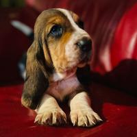Cuccioli Bassethound con pedigree