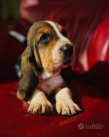 Cuccioli Bassethound con pedigree