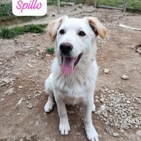 Cucciolo 5 mesi