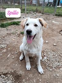 Cucciolo 5 mesi