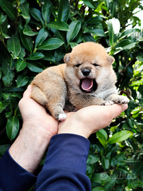 Dolcissimi Cuccioli Shiba Inu con Pedigree Enci