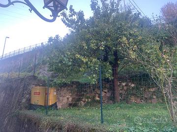 Terreno con vigna, frutteto e CANTINA sottostante