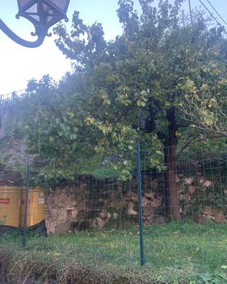 Terreno con vigna, frutteto e CANTINA sottostante