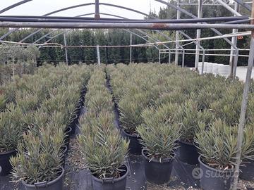 Oleandro Alloro Leccio per siepi