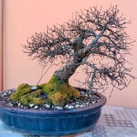 Bonsai yamadori Acero Campestre