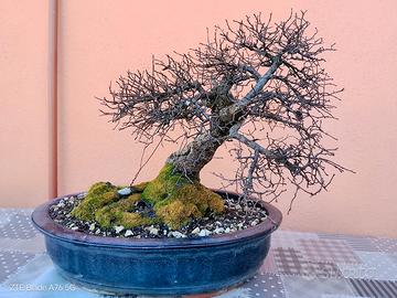 Bonsai yamadori Acero Campestre