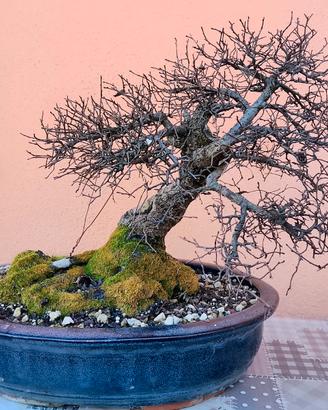 Bonsai yamadori Olmo Campestre