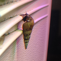 Chiocciole aqua dolce