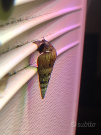 Chiocciole aqua dolce