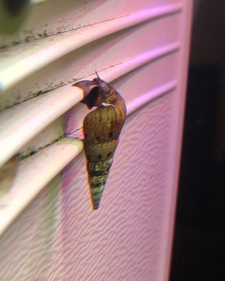 Chiocciole aqua dolce