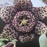 pianta grassa stapelia 