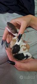 Ratti domestici (prezzi diversi in base al colore)