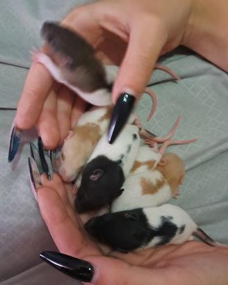 Ratti domestici (prezzi diversi in base al colore)