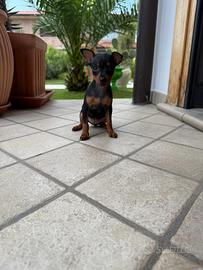 Pinscher