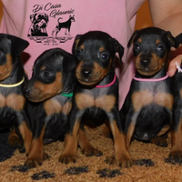 Pinscher nano