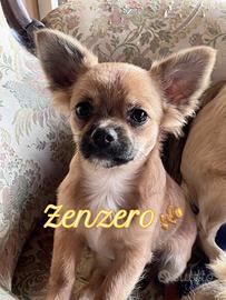 Chihuahua pelo lungo pedigree italiano