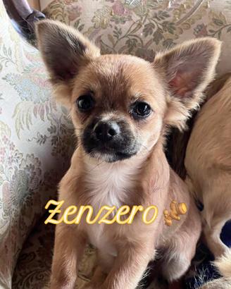 Chihuahua pelo lungo pedigree italiano
