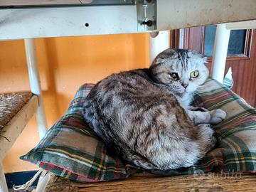 Gatto scottish