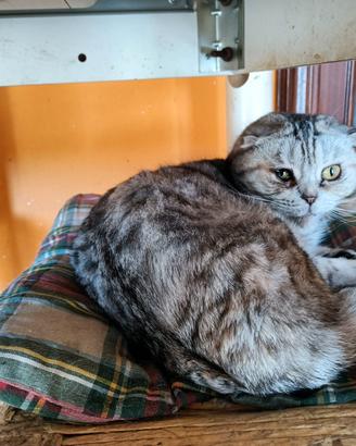 Gatto scottish