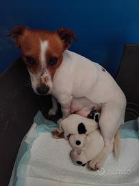 Jack russell cuccioli