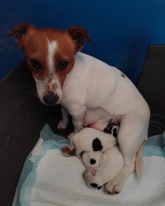 Jack russell cuccioli