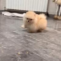 Cucciolo di Spitz rosso taglia toy