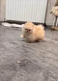 Cucciolo di Spitz rosso taglia toy