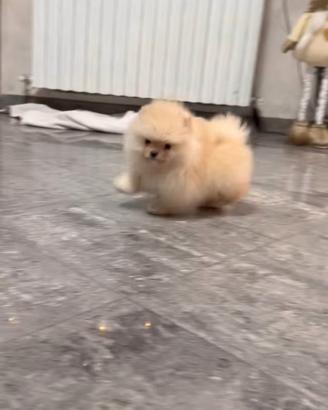 Cucciolo di Spitz rosso taglia toy