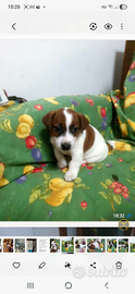 Cuccioli di jack russsel