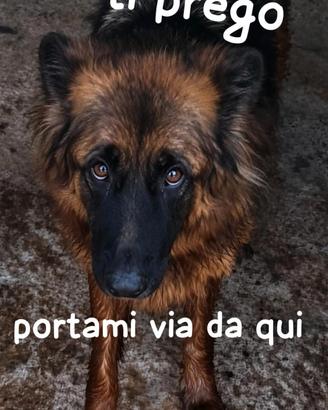 Emily pastore tedesco pelo lungo ha solo 4 anni
