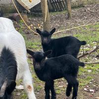 Caprette nane nere 60 euro cadauno