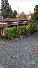 Piante di limoni