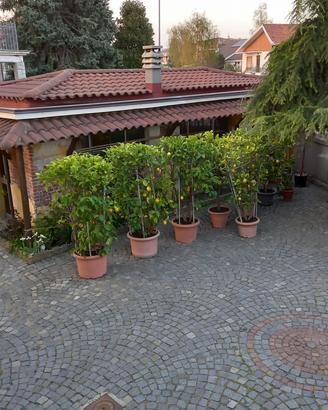 Piante di limoni