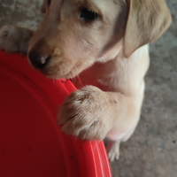 Cuccioli di labrador retriever