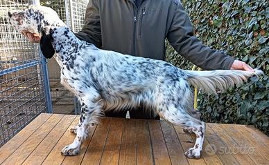 Setter Inglese pronta caccia