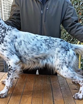 Setter Inglese pronta caccia