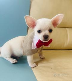 Cucciolo di chihuahua con pedigree ENCI