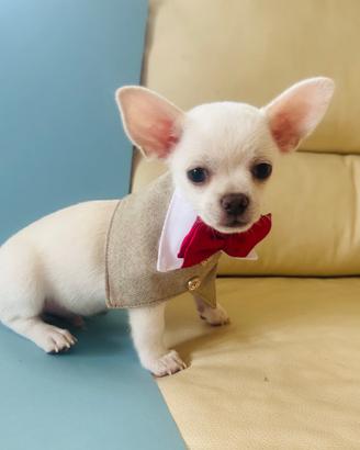 Cucciolo di chihuahua con pedigree ENCI