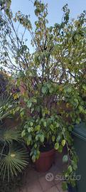 bel ficus Benjamin in vaso 