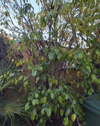 bel ficus Benjamin in vaso 