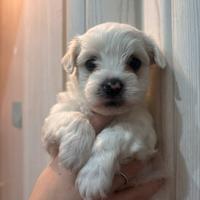 Cucciolo maltese toy Palermo